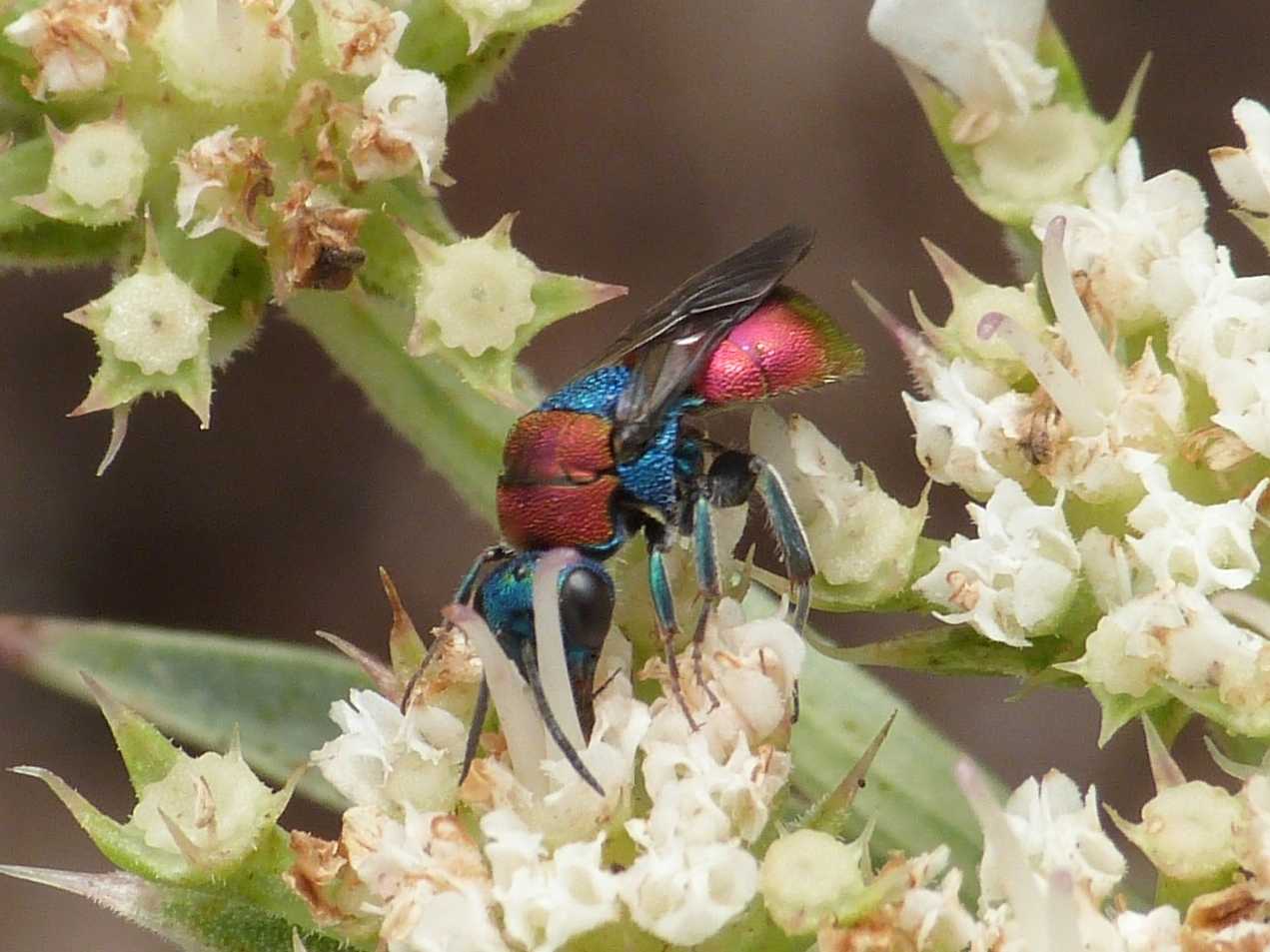 Il solito Chrysidae